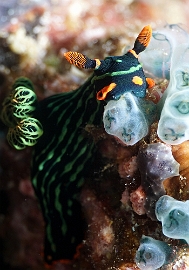 Raja Ampat 2019 - DSC07747_rc - Kubarnyana nembrotha - Nembrotha de Kubary - Nembrotha kubaryan